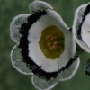 Primula Auricula Snowy Owl - Abriachan Nurseries